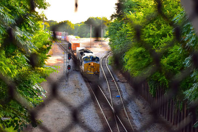 Cars on road amidst trees