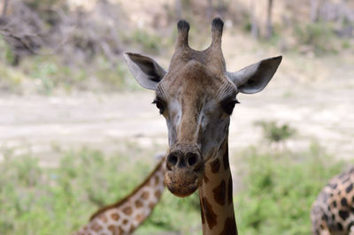 Close-up portrait of giraffe on field