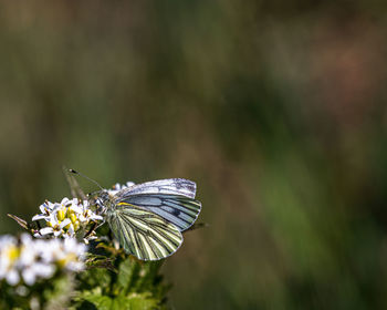 Close-up of butterfly pollinating on flower