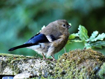 Close-up of bird perching on rock