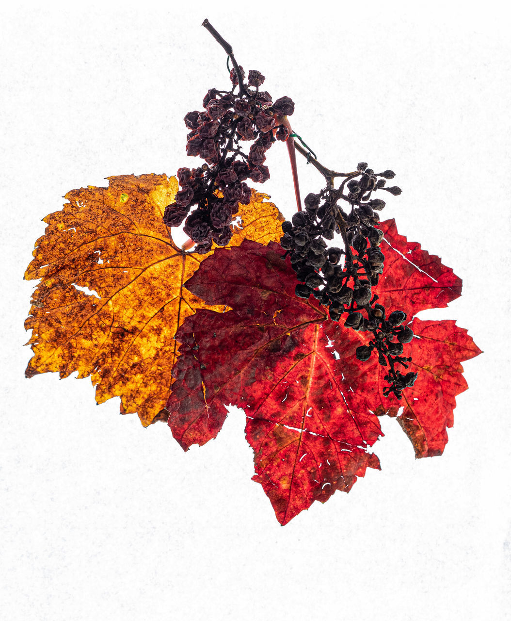 CLOSE-UP OF MAPLE LEAVES ON WHITE BACKGROUND