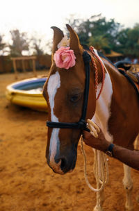 Close-up of horse