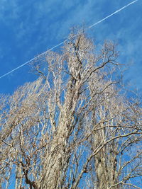 Low angle view of bare tree against blue sky