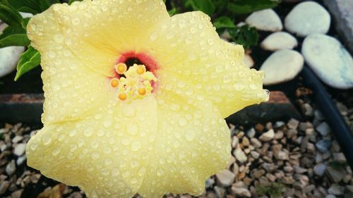 Close-up of yellow flower