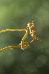 Brown mantis on unique branch