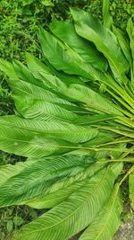 Full frame shot of palm tree leaves