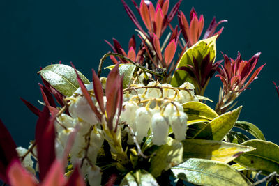 Close-up of flowers