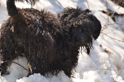 Dog on snow covered field