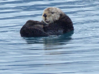 Duck swimming in sea