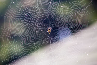 Close-up of spider and web against blurred background
