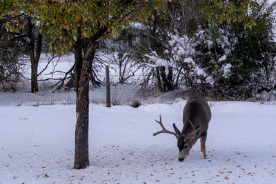 Buck mule deer foraging for crabapples after an early winter snow in wyoming.