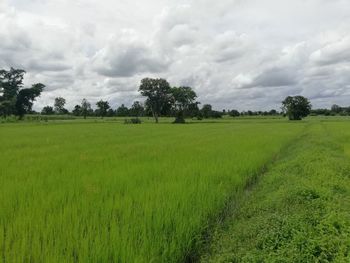 Scenic view of field against sky