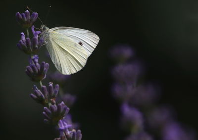 Close-up of butterfly on purple flower