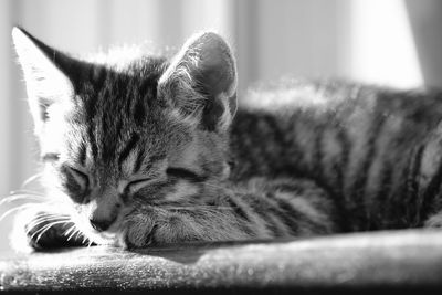 Close-up of cat sleeping