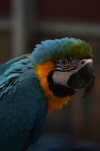 Close-up of a parrot