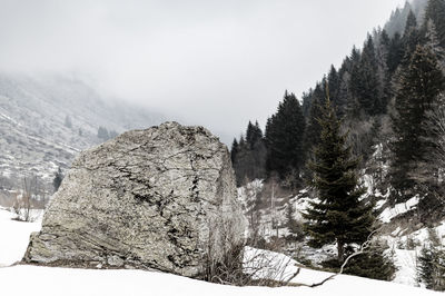 Pine trees on snowcapped mountain against clear sky