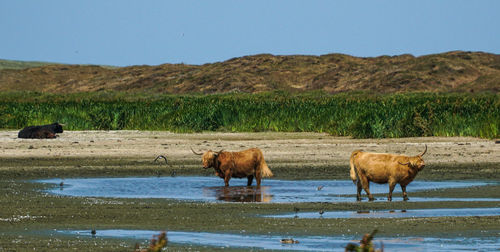 Horses on a lake