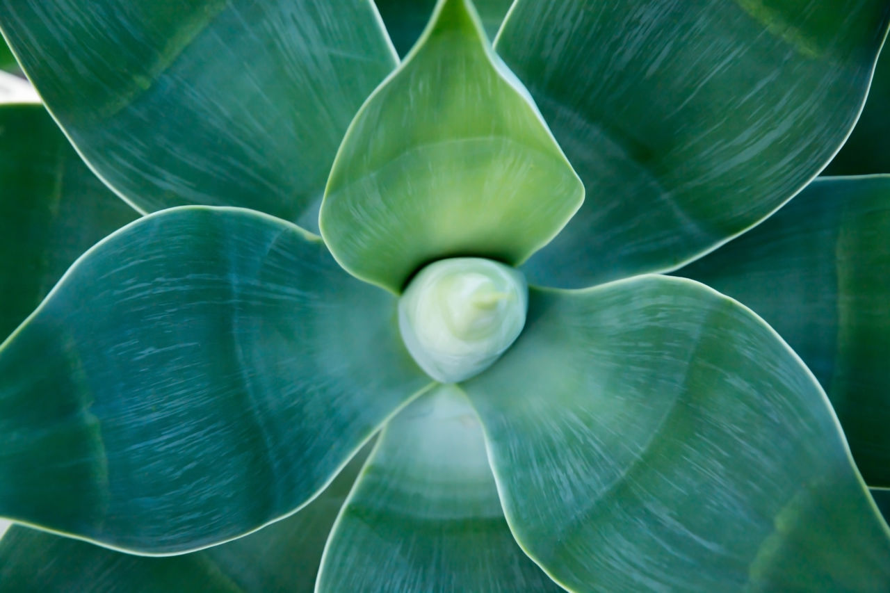 Agave attenuata, lion's tail, swan's neck, foxtail