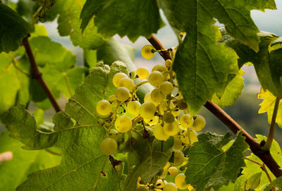 Close-up of berries growing on tree