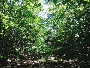 Low angle view of trees