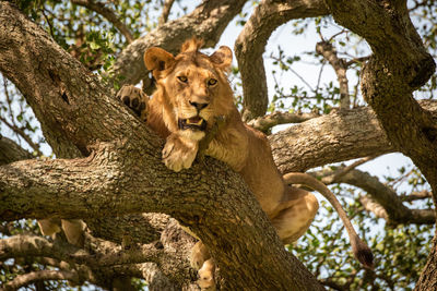 Male lion lies in branches staring out