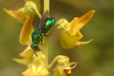 Close-up of insect on yellow flower