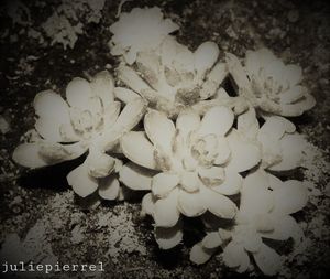 High angle view of white flowering plant