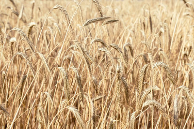 Full frame shot of wheat field