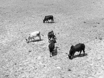 High angle view of horses on field