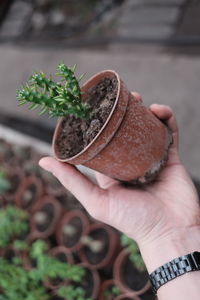 Close-up of hand holding potted plant