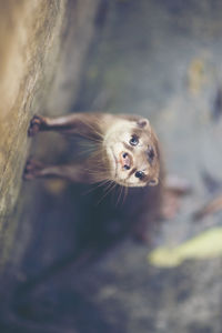 Portrait of a cat