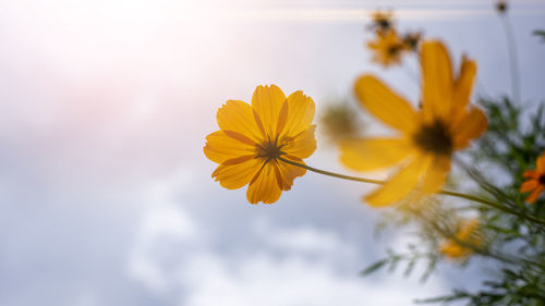 Close-up of yellow flowering plant against sky