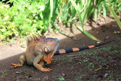 Close-up of lizard