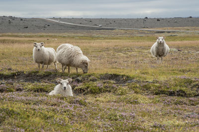 Sheep on field against sky