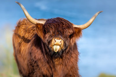 Close-up of a highland bull 