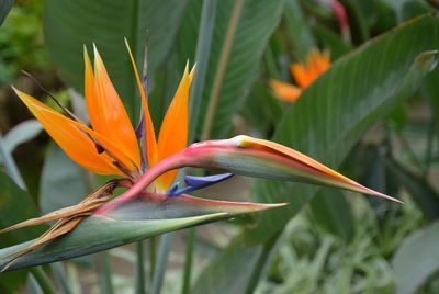 Close-up of orange flowering plant