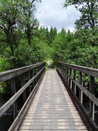 View of bridge in forest