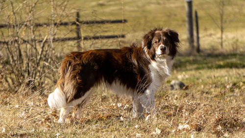 View of dog running on field