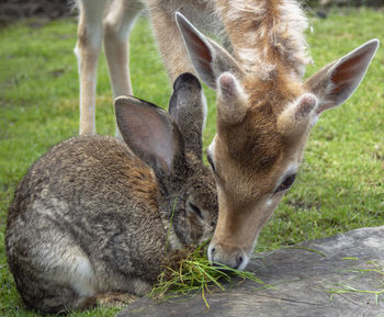 Portrait of a little deer and a rabbit.