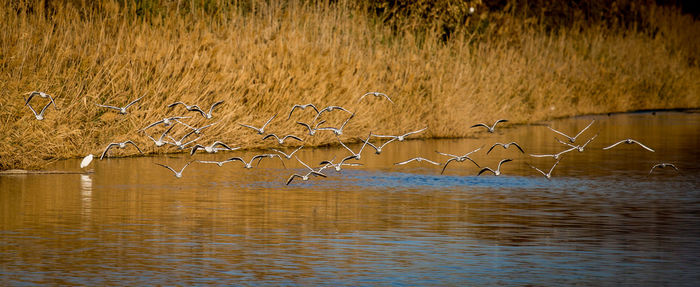 Birds flying over lake