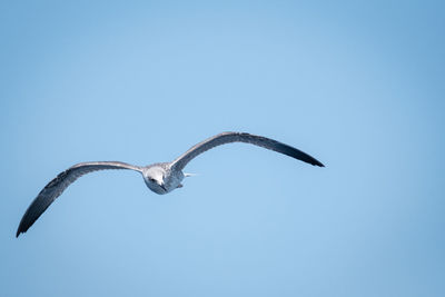 Low angle view of seagull flying in sky