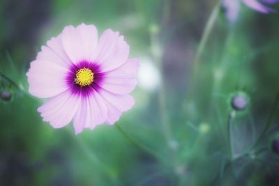 Close-up of purple flowers blooming outdoors