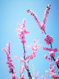 Low angle view of pink cherry blossom against blue sky