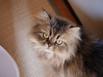 Close-up portrait of cat