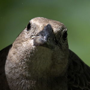 Close-up portrait of a bird