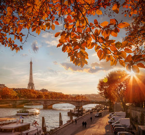 Trees in city during sunset