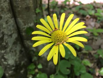 Close-up of yellow flower blooming outdoors