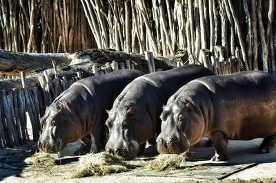 Hippopotamuses eating food