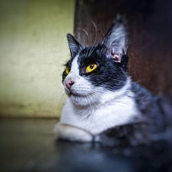 Close-up of cat looking away