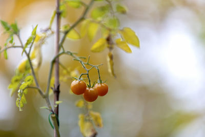 Close-up of fruit growing on plant